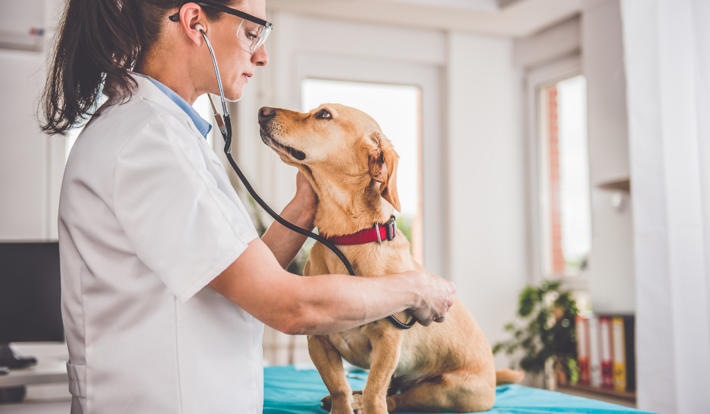 You will have several options when choosing a Portage Indiana veterinarian